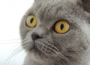 开云体育中国-绿茵场上的文明对话，当AC米兰的战术风暴席卷阿尔及利亚的世界杯梦想