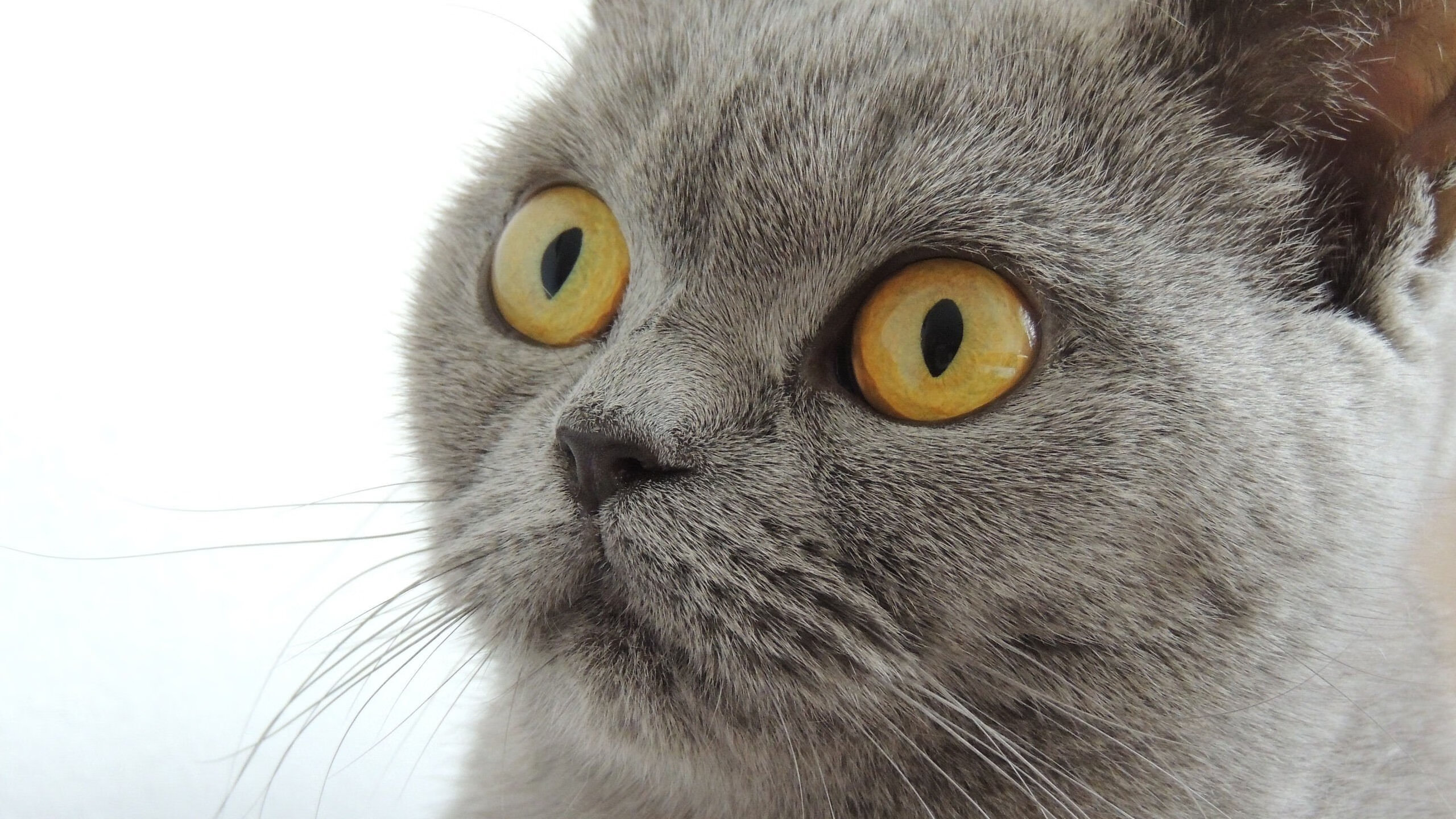 绿茵场上的文明对话,当AC米兰的战术风暴席卷阿尔及利亚的世界杯梦想